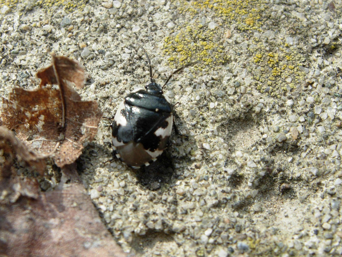 Tritomegas rotundipennis (Heteroptera, Cydnidae)